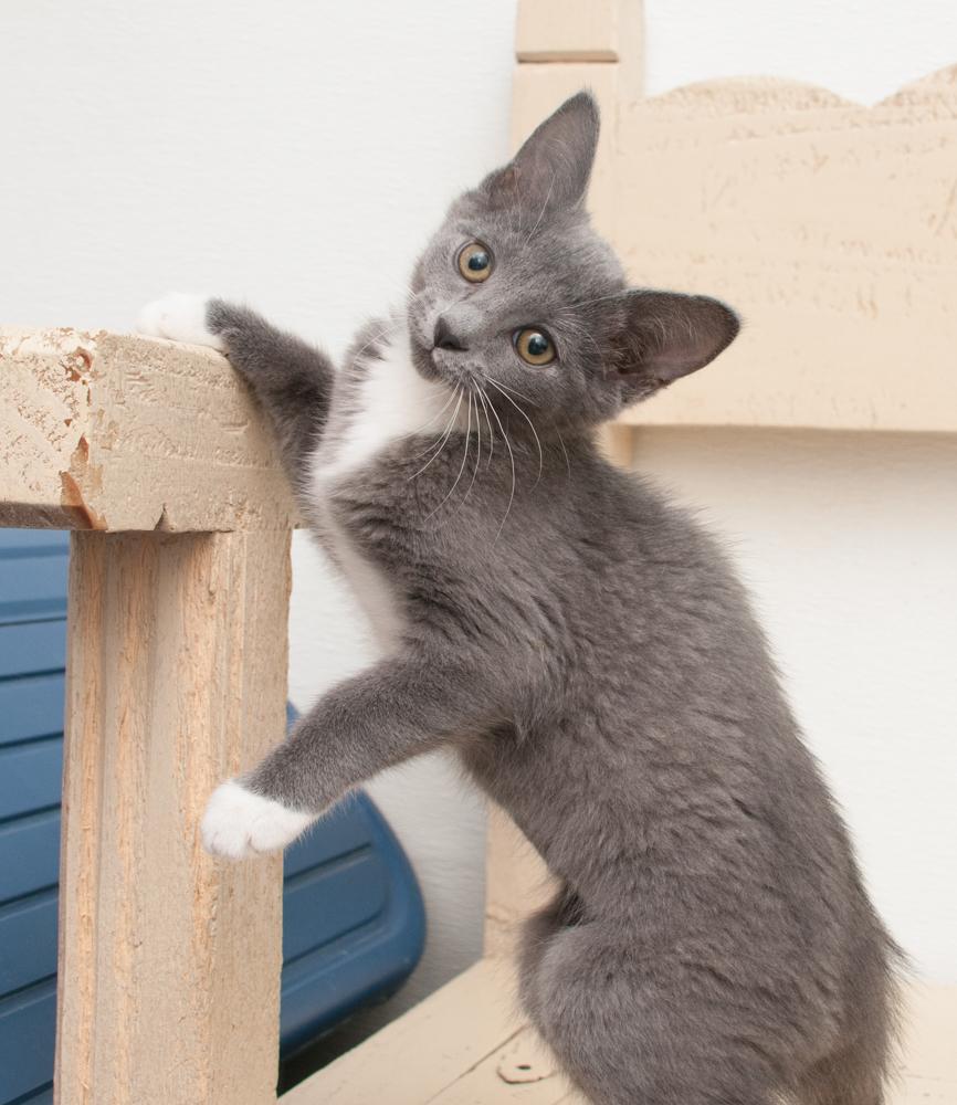 Alma (gets adopted with Frisco)