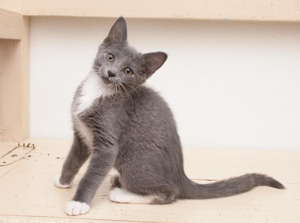 Alma (gets adopted with Frisco), a Adoptable Domestic Short Hair in Westminster, CO image 4/6