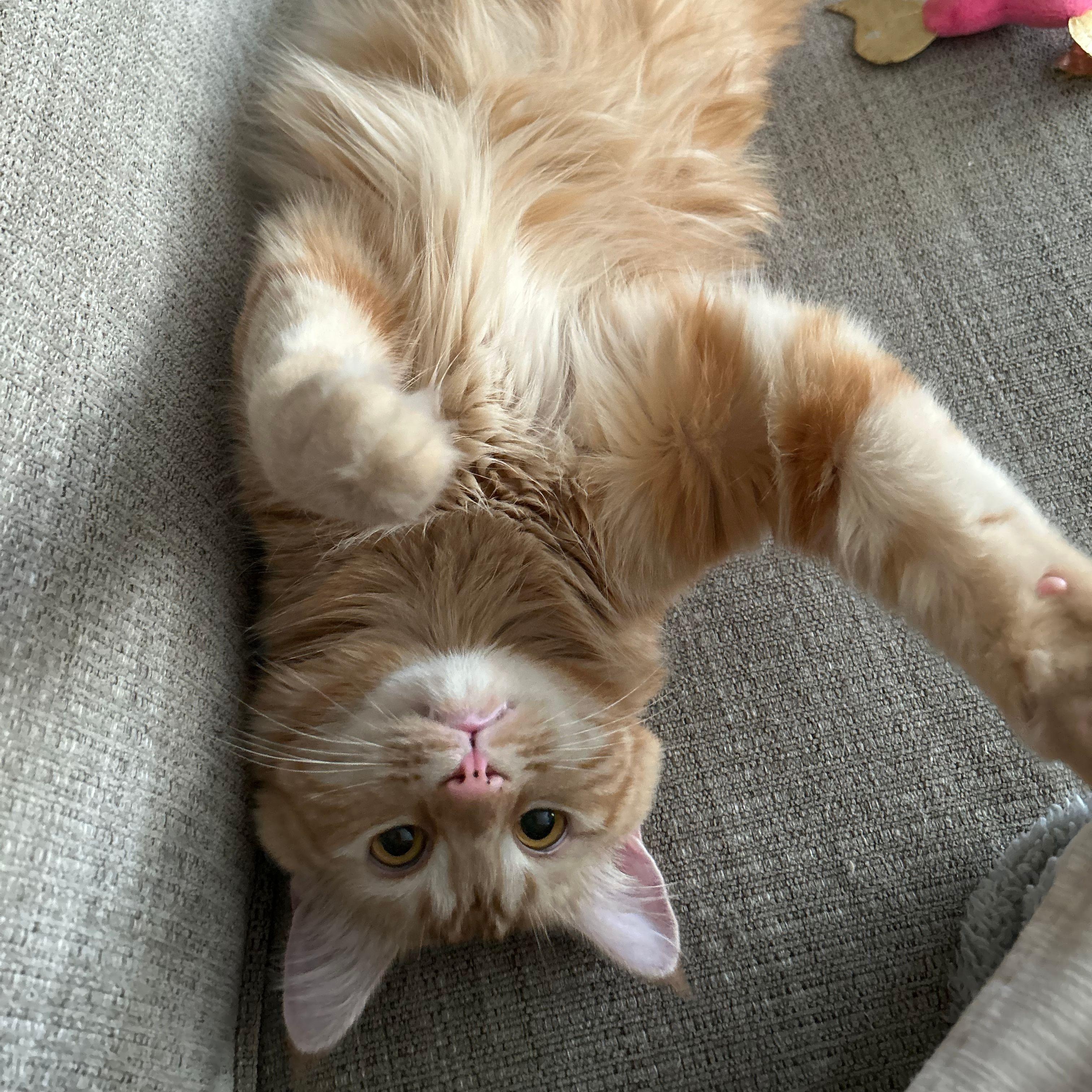 Chicken Nugget *COURTESY POST*