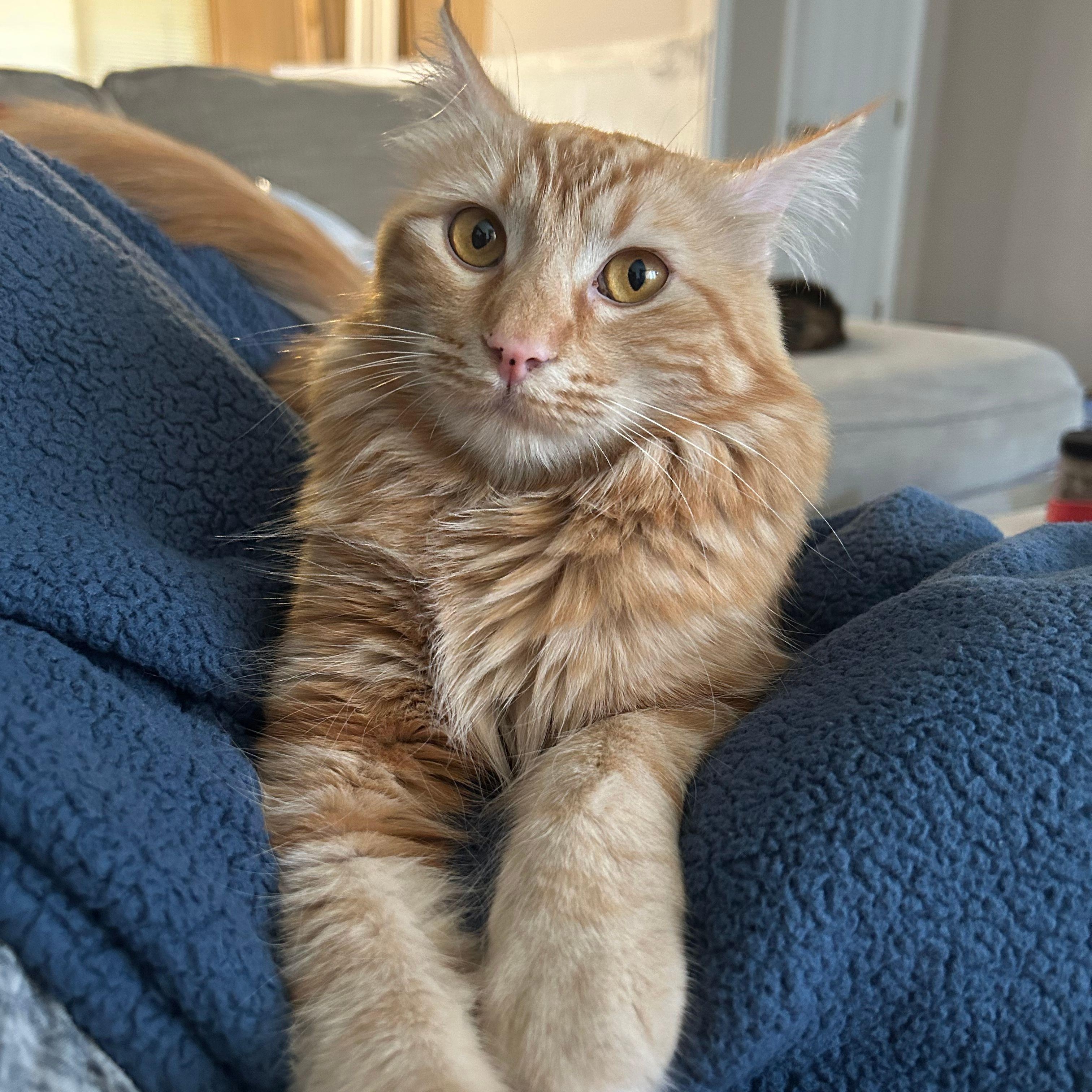 Enlarge Chicken Nugget *COURTESY POST*, a Adoptable mixed breed in Sacramento, CA image 3/4