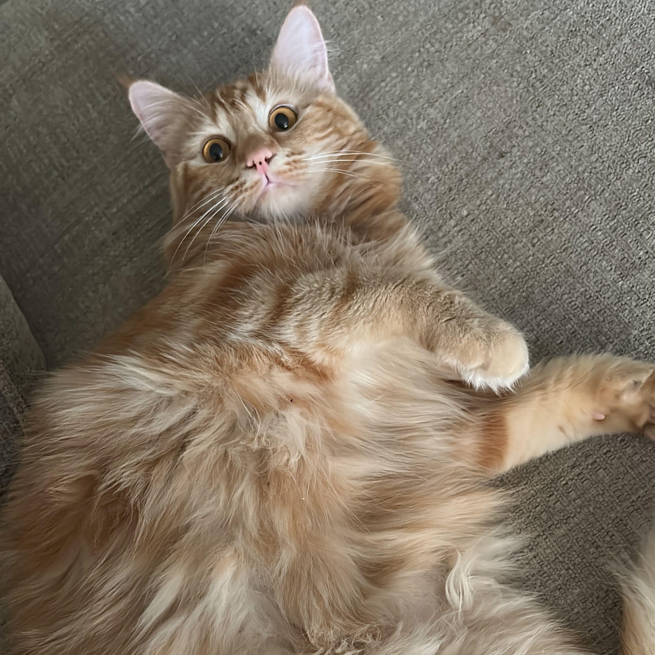 Enlarge Chicken Nugget *COURTESY POST*, a Adoptable mixed breed in Sacramento, CA image 4/4