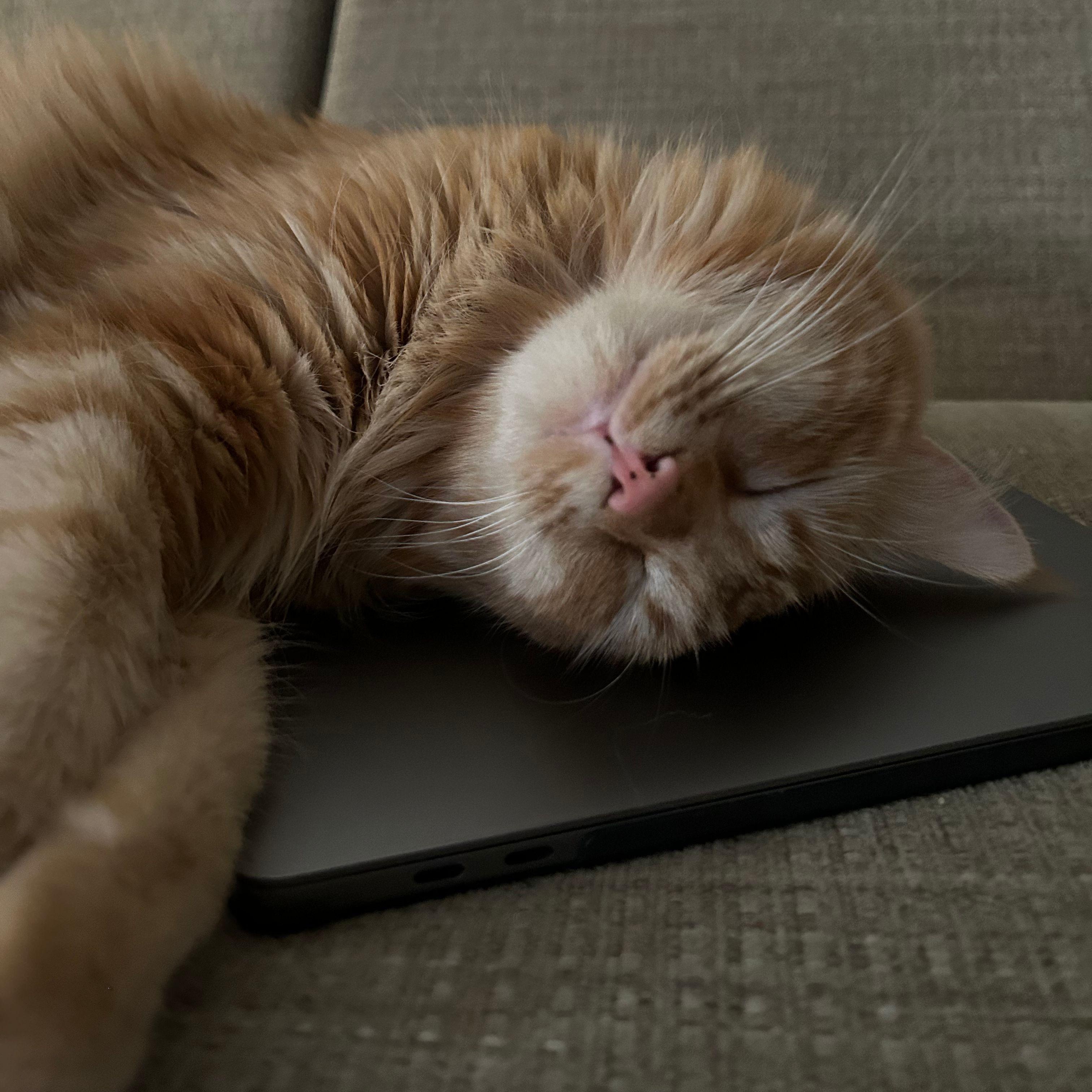 Enlarge Chicken Nugget *COURTESY POST*, a Adoptable mixed breed in Sacramento, CA image 2/4