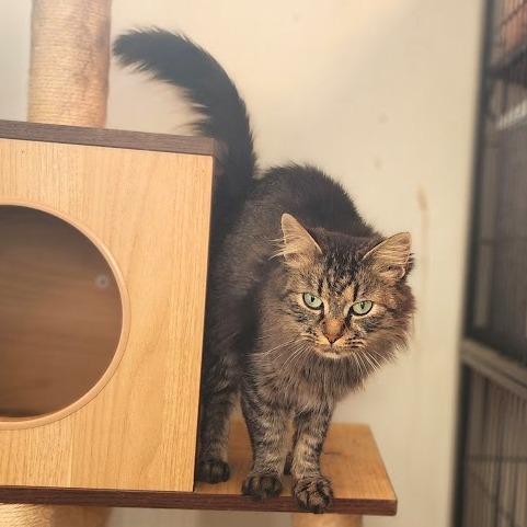 Melanie, Adoptable, Young Female Domestic Long Hair.