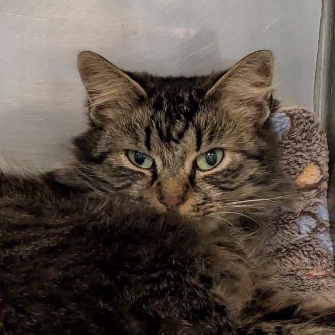 Enlarge Melanie, a Adoptable Domestic Long Hair in Toms Brook, VA image 2/4