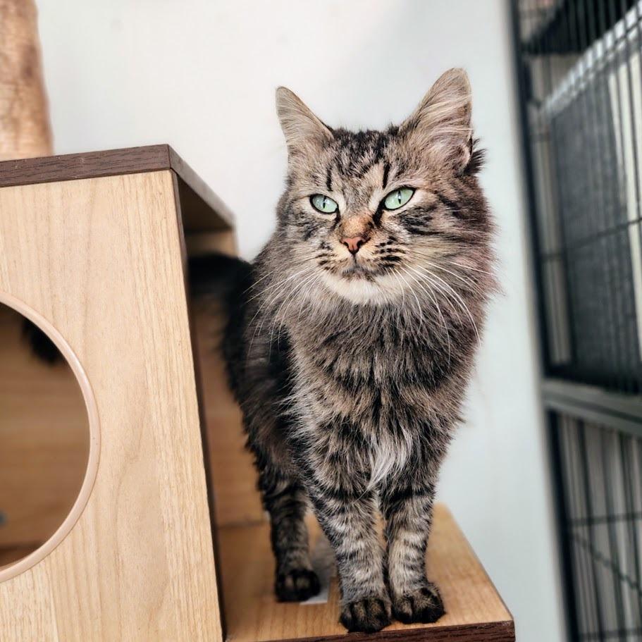 Enlarge Melanie, a Adoptable Domestic Long Hair in Toms Brook, VA image 3/4