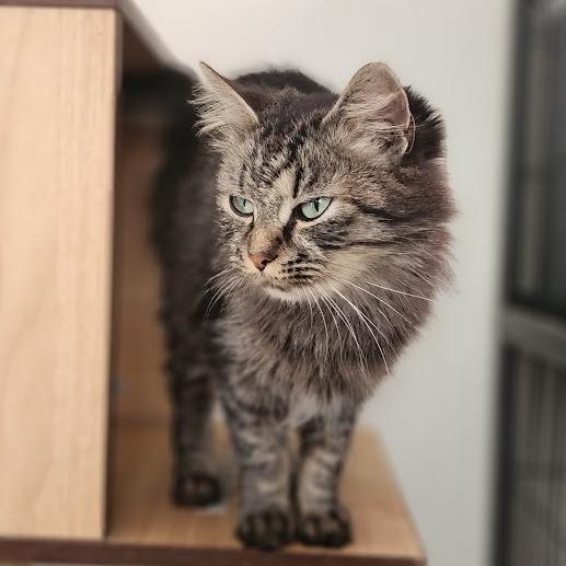Enlarge Melanie, a Adoptable Domestic Long Hair in Toms Brook, VA image 4/4