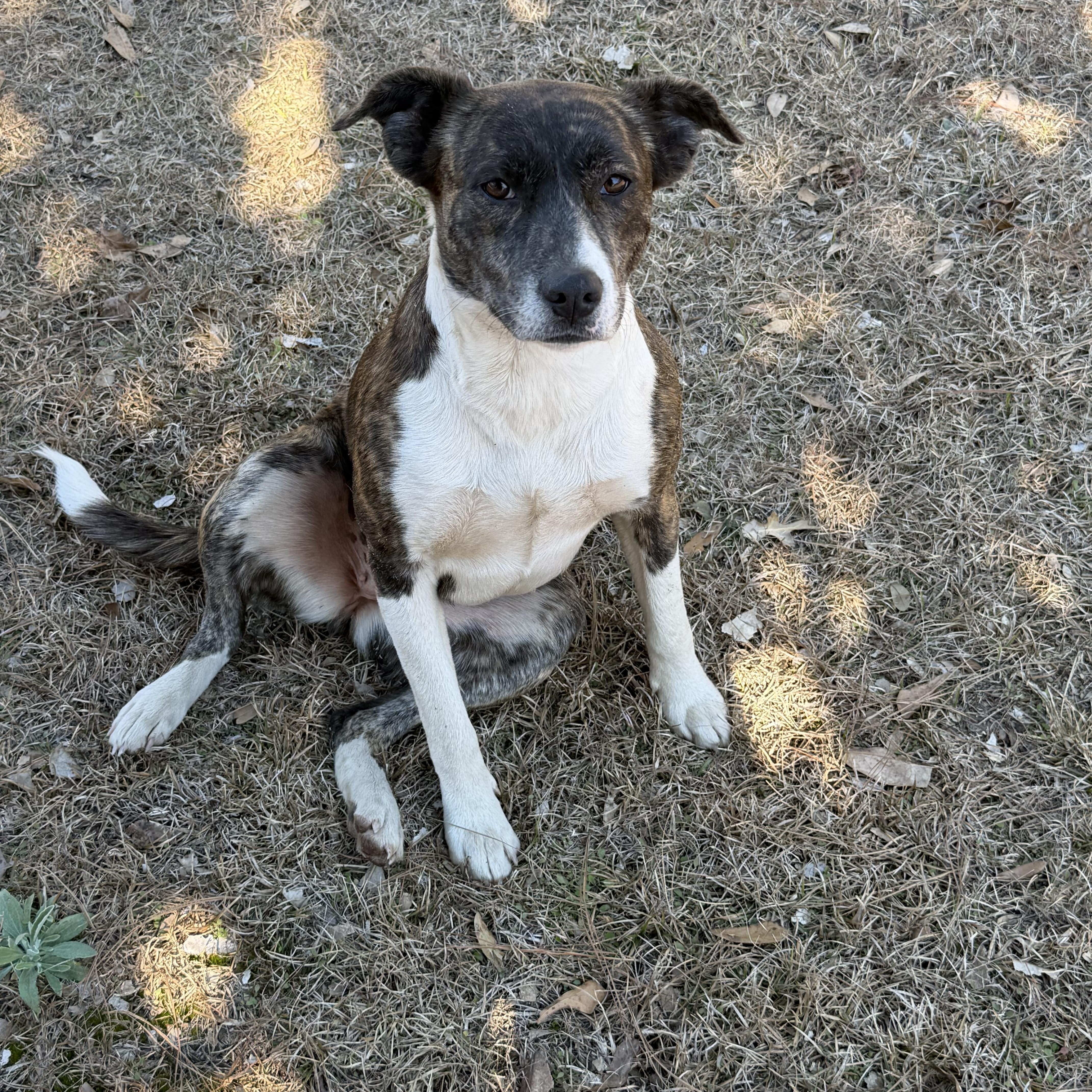 Enlarge Jill, a Adoptable mixed breed in Brattleboro, VT image 3/4