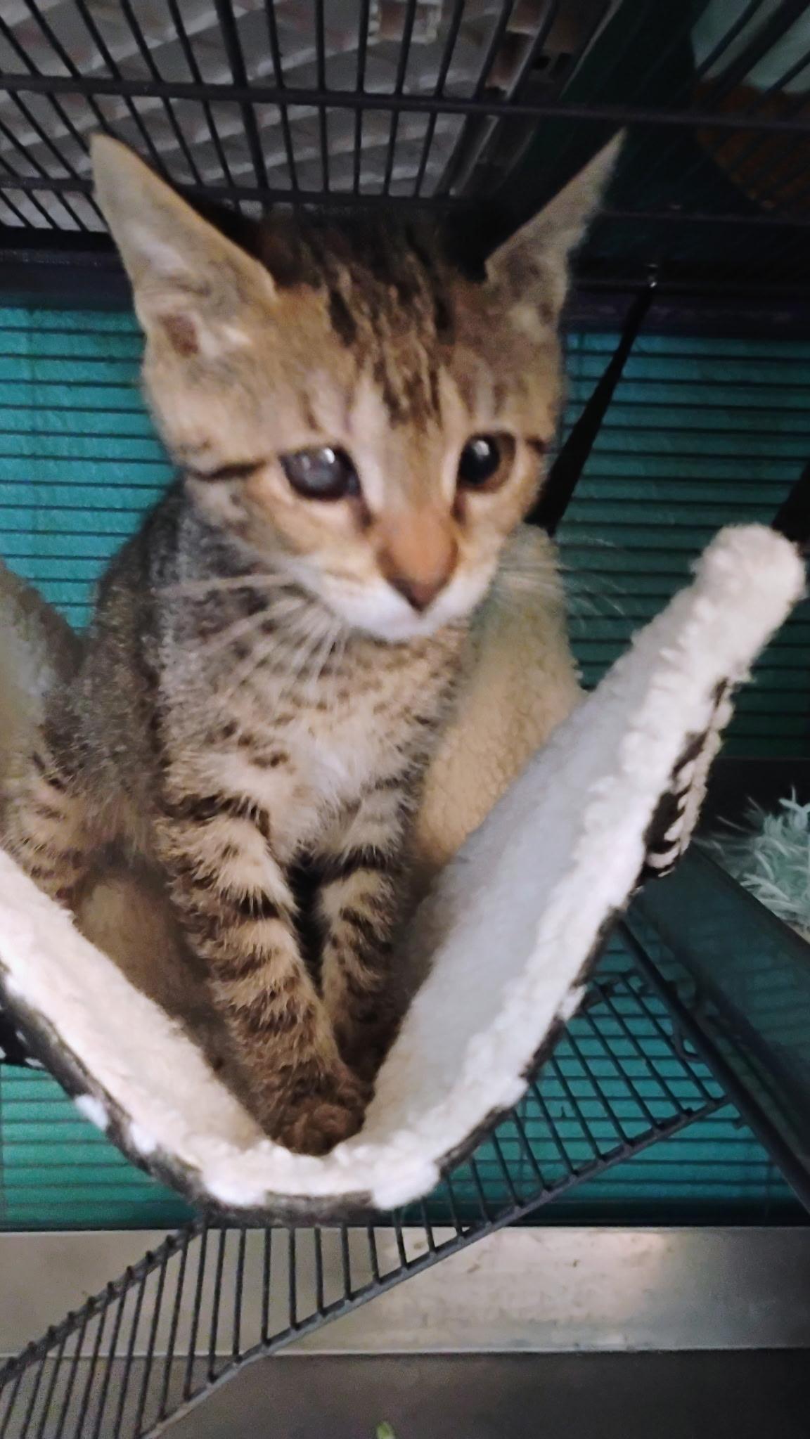 Gypsy, Adoptable, Kitten Female Tabby.