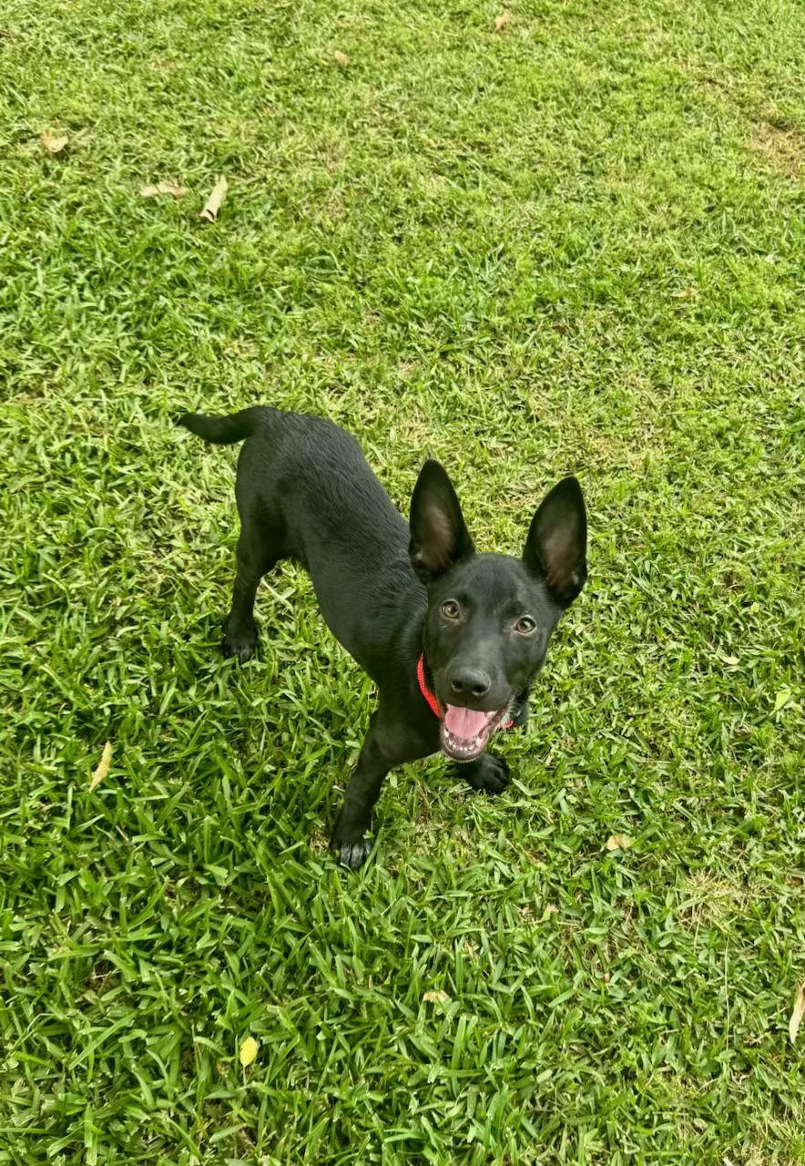 Enlarge Army, a Adoptable Cattle Dog in Mobile, AL image 1/3