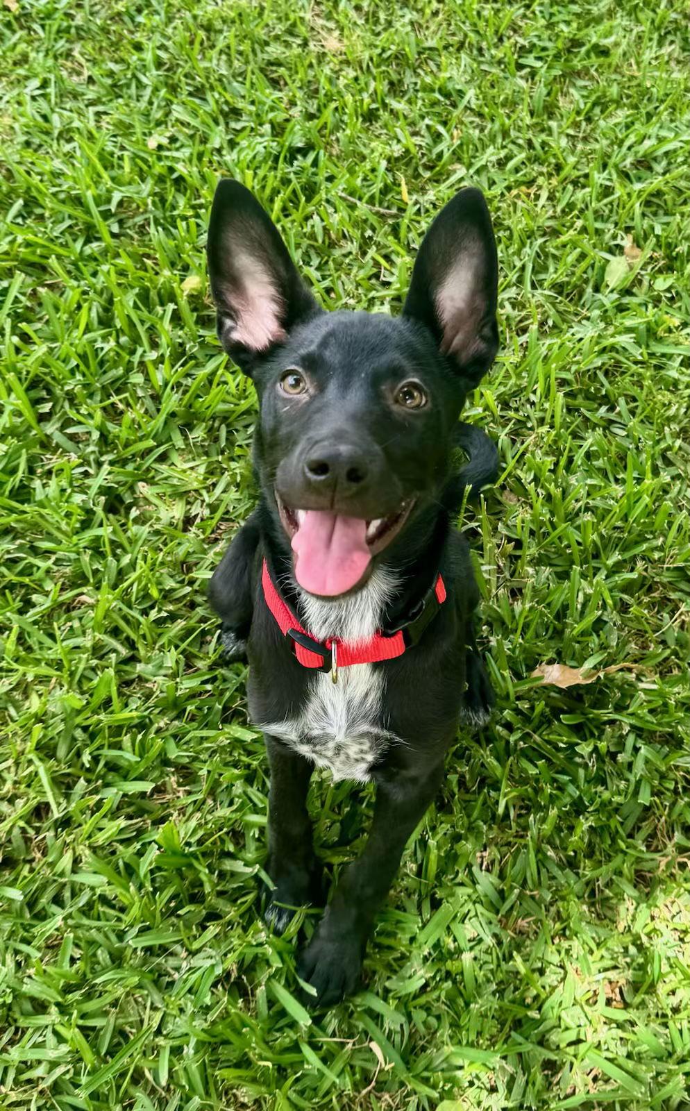 Enlarge Army, a Adoptable Cattle Dog in Mobile, AL image 2/3