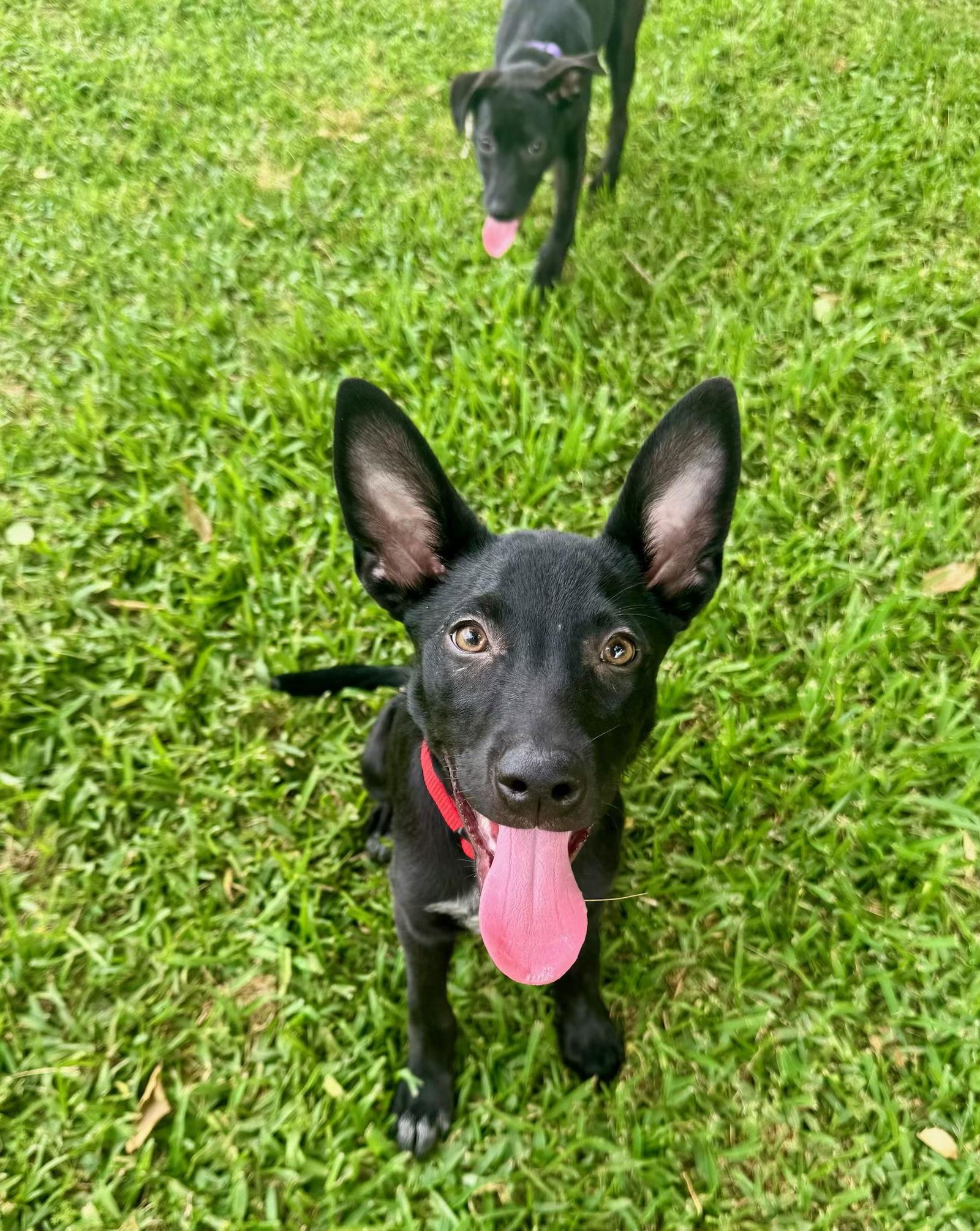 Enlarge Army, a Adoptable Cattle Dog in Mobile, AL image 3/3