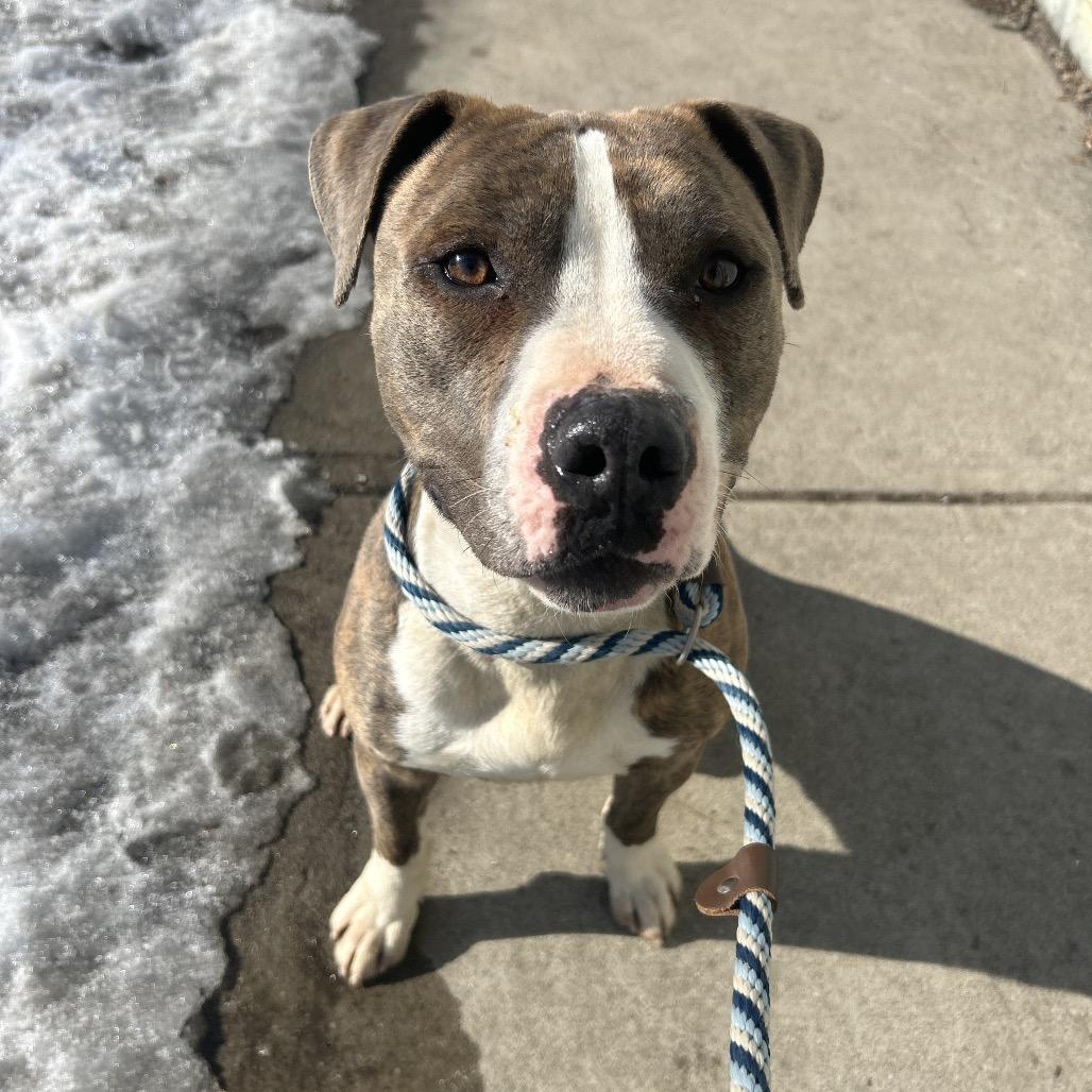 Enlarge Harry Styles, a Adoptable Pit Bull Terrier in Weimar, CA image 1/6