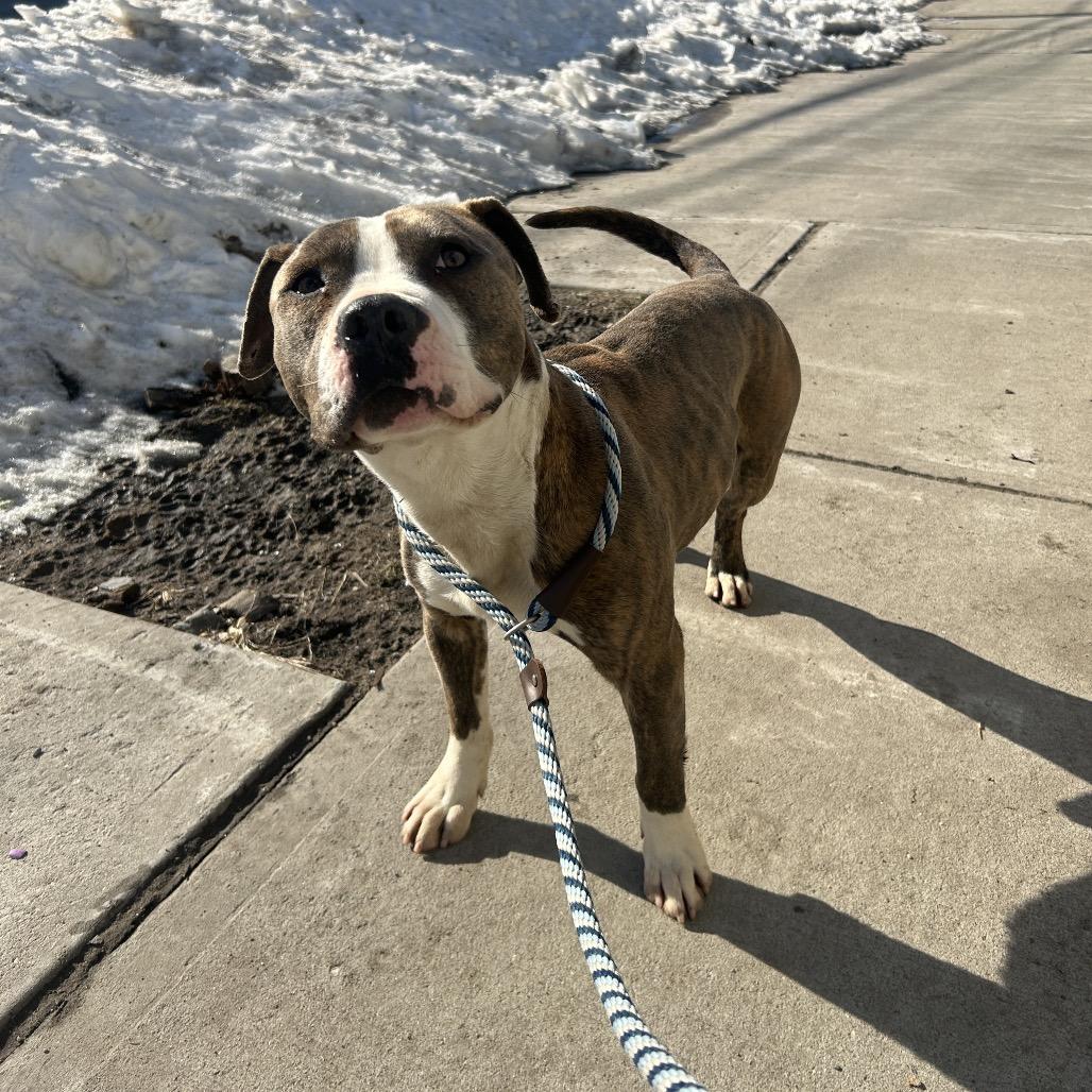 Enlarge Harry Styles, a Adoptable Pit Bull Terrier in Weimar, CA image 2/6
