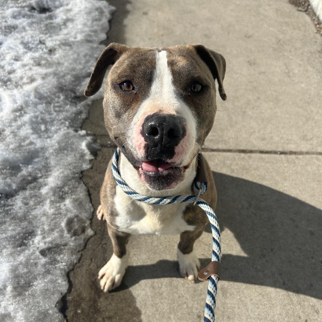 Enlarge Harry Styles, a Adoptable Pit Bull Terrier in Weimar, CA image 3/6