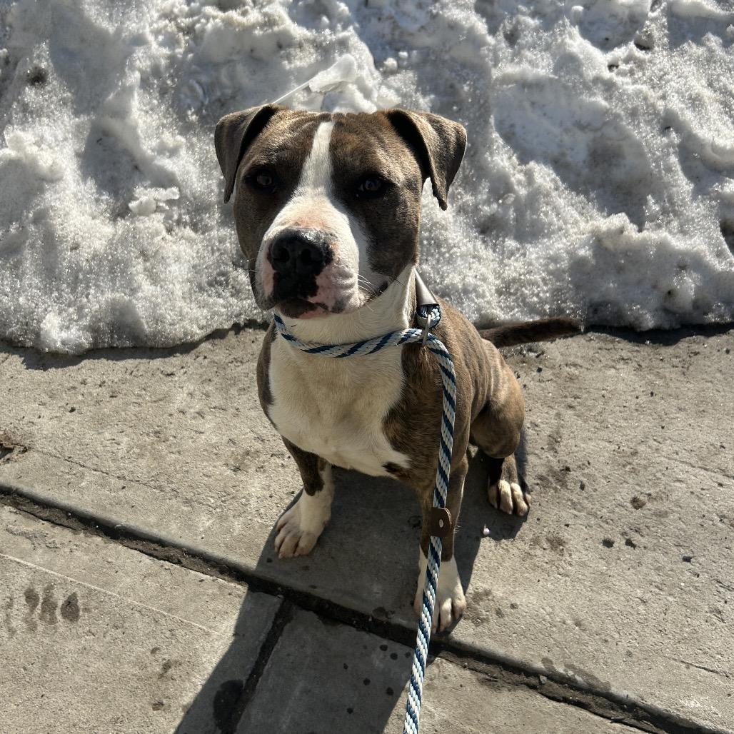 Enlarge Harry Styles, a Adoptable Pit Bull Terrier in Weimar, CA image 4/6