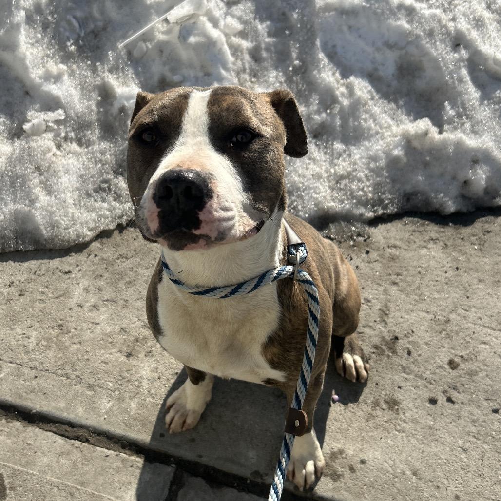 Enlarge Harry Styles, a Adoptable Pit Bull Terrier in Weimar, CA image 5/6