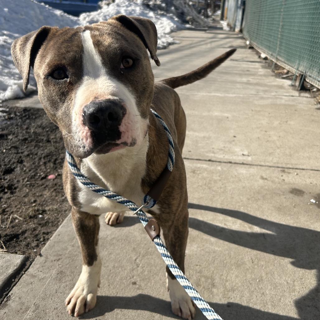 Enlarge Harry Styles, a Adoptable Pit Bull Terrier in Weimar, CA image 6/6