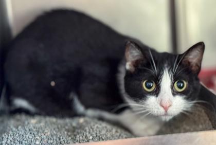 Enlarge Poe, a Adoptable mixed breed in Baraboo, WI image 1/2