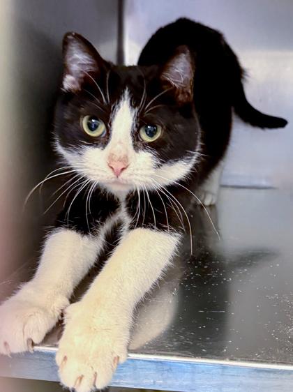 Enlarge Poe, a Adoptable mixed breed in Baraboo, WI image 2/2