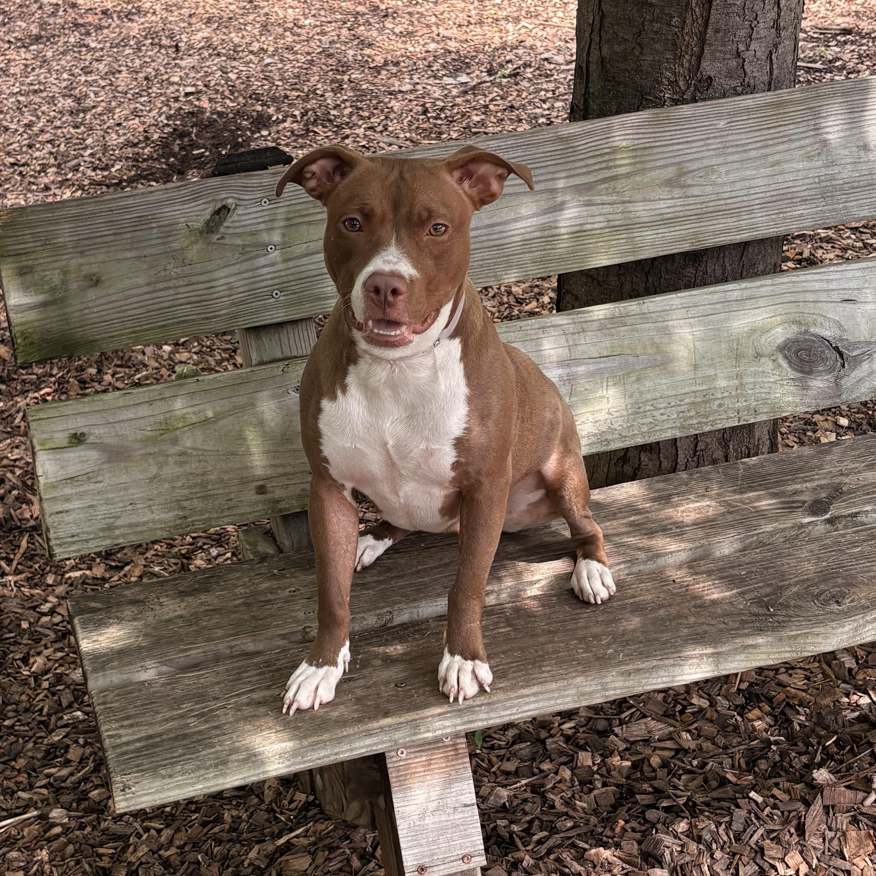 Nami- 53235, a ADOPTABLE Pit Bull Terrier in Columbia, MD image 2/2
