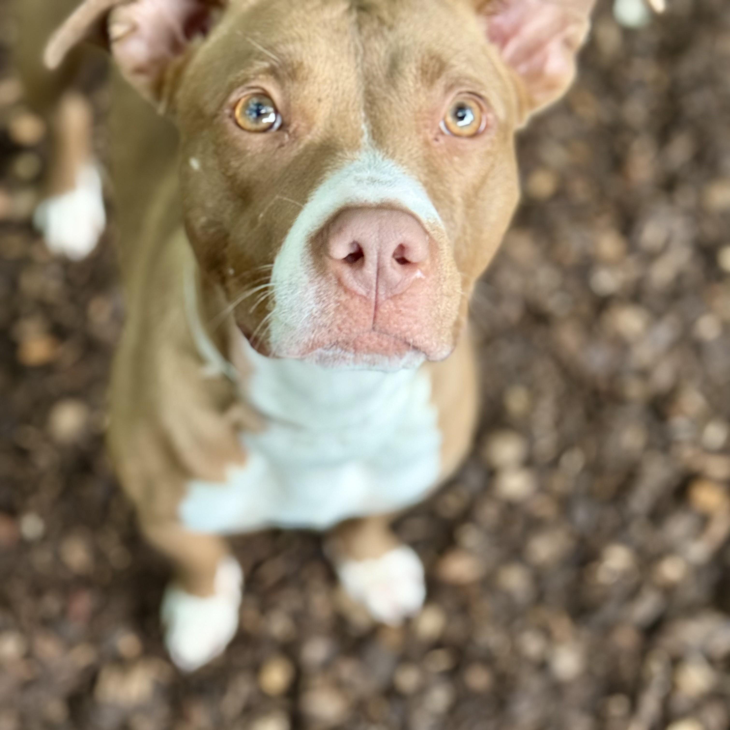 Enlarge Nami- 53235, a Adoptable Pit Bull Terrier in Columbia, MD image 4/6