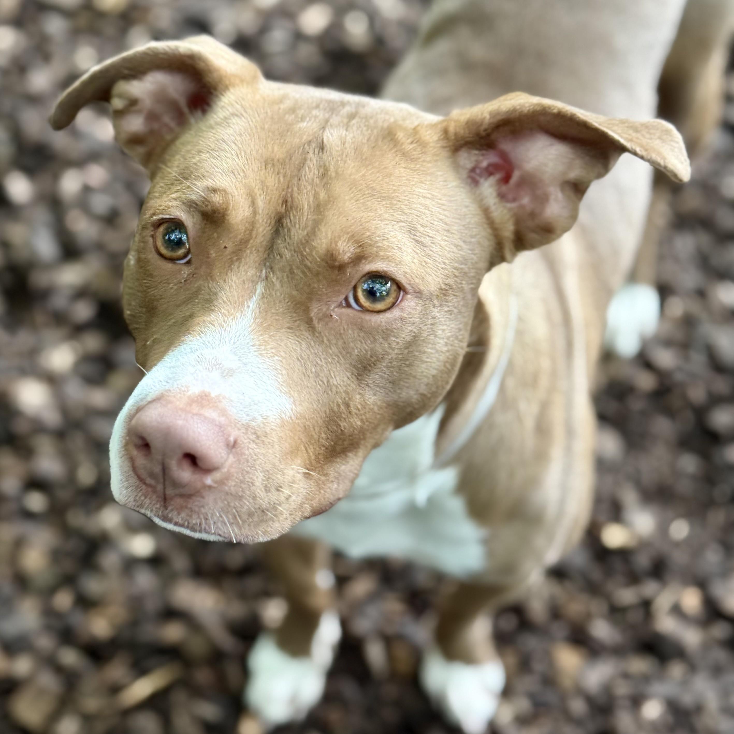 Enlarge Nami- 53235, a Adoptable Pit Bull Terrier in Columbia, MD image 2/6