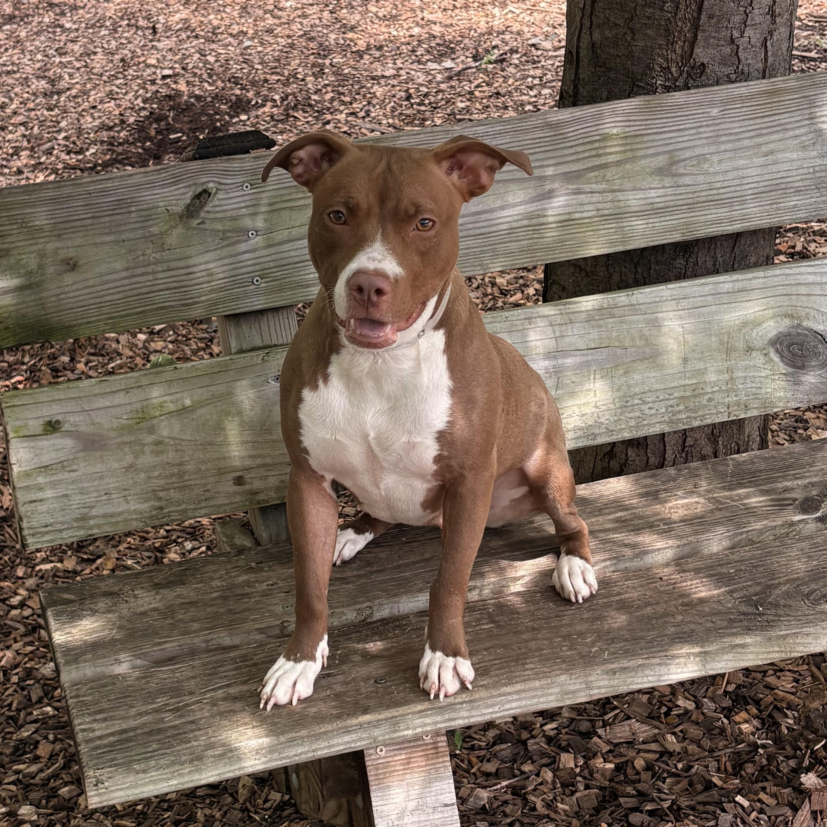 Nami- 53235, ADOPTABLE, Young Female Pit Bull Terrier.
