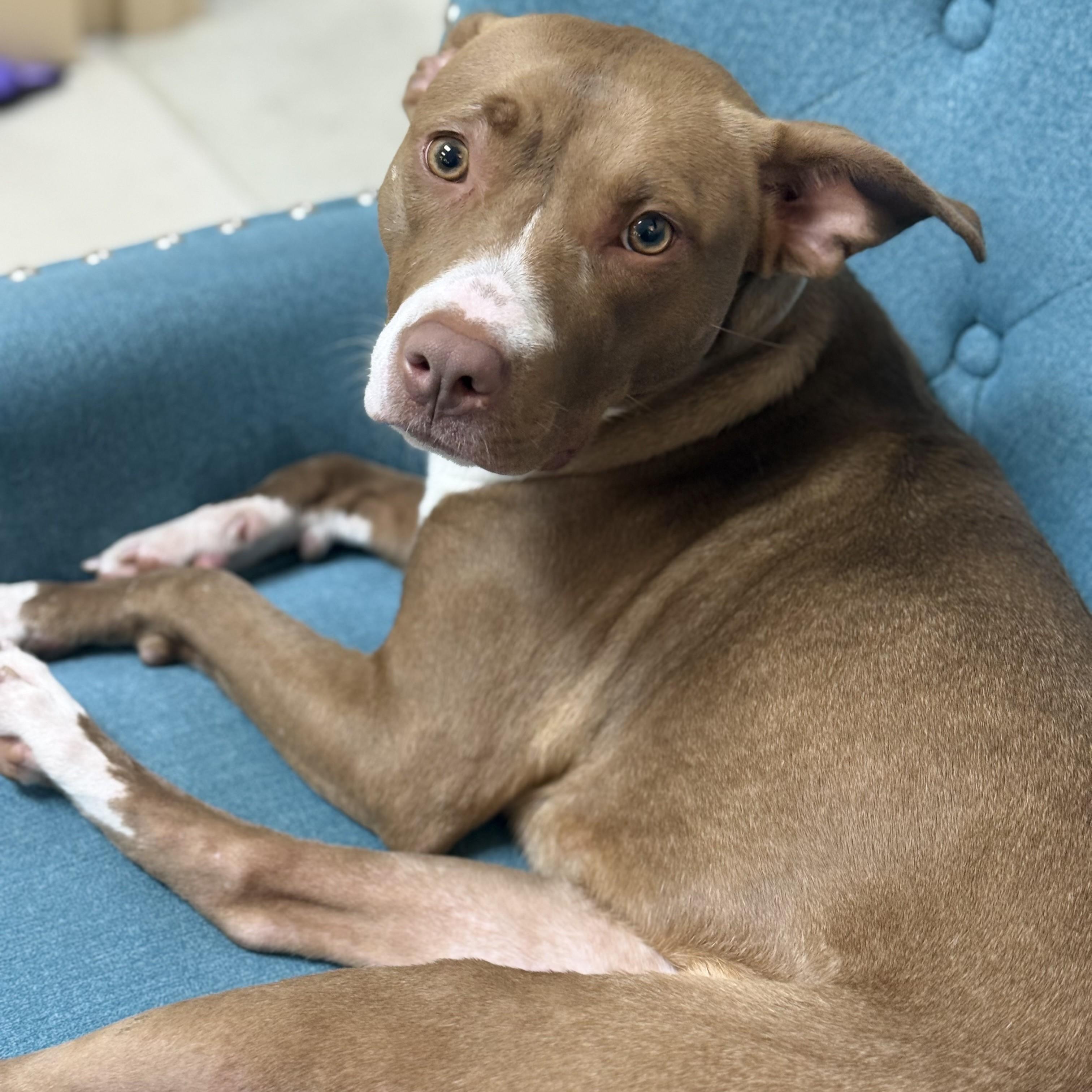 Enlarge Nami- 53235, a Adoptable Pit Bull Terrier in Columbia, MD image 1/6