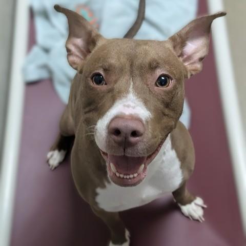 Enlarge Nami- 53235, a Adoptable Pit Bull Terrier in Columbia, MD image 6/6