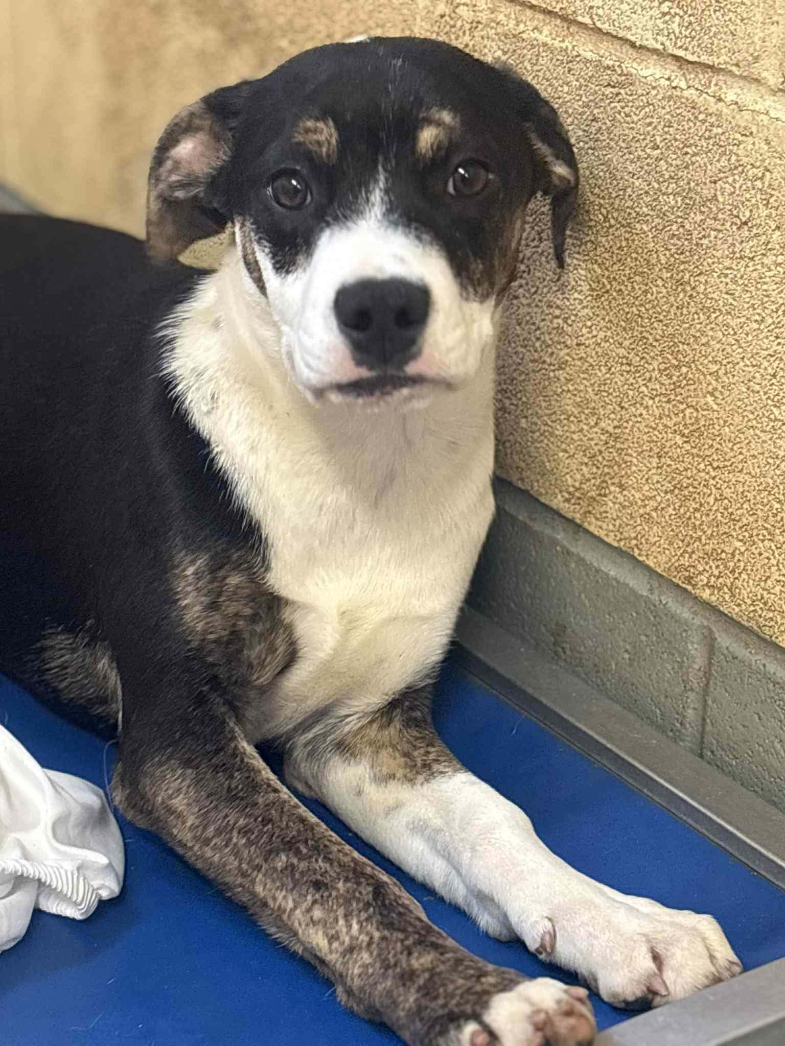 Enlarge Maggie, a ADOPTABLE mixed breed in Franklin, KY image 1/1