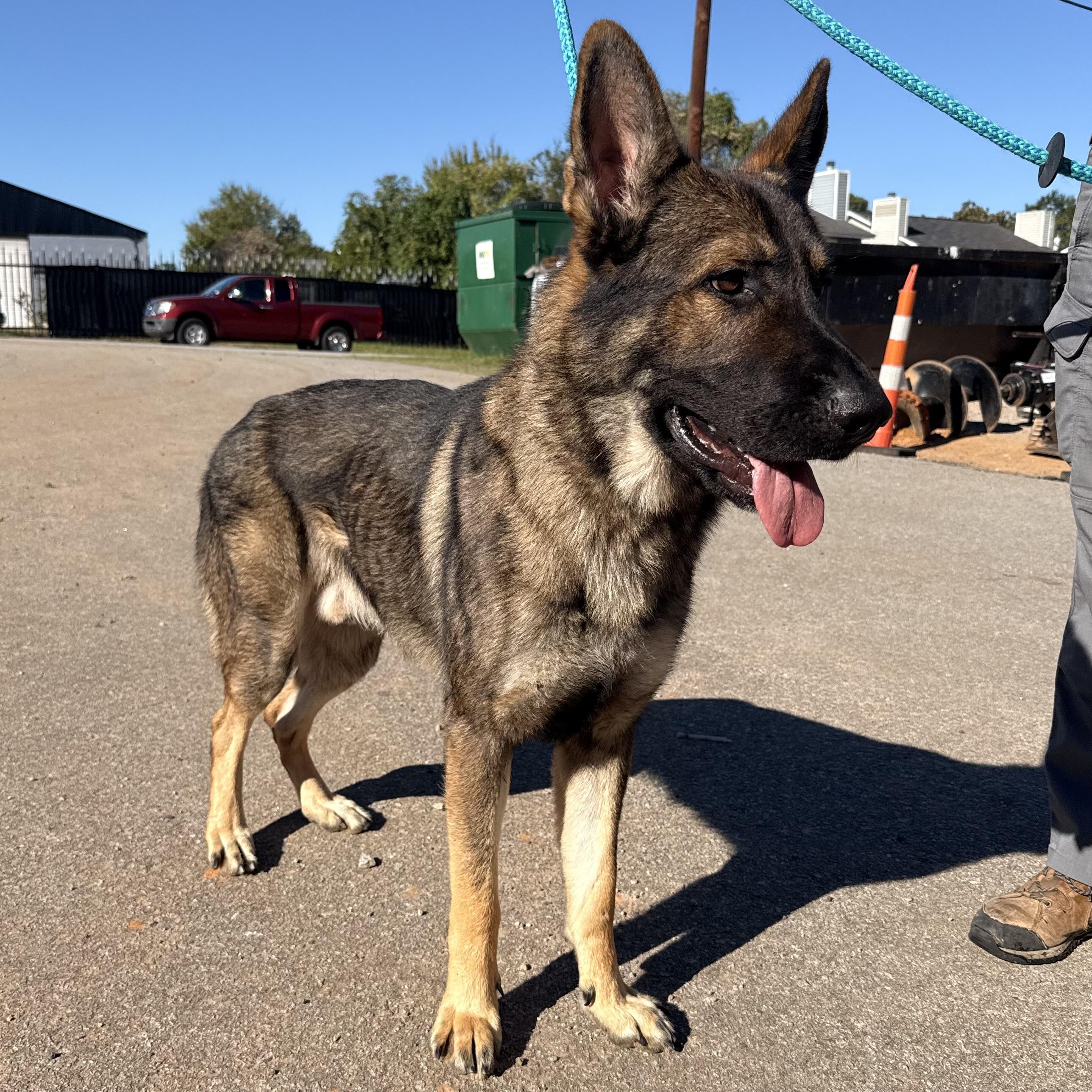 Enlarge Zeus, a Adopted German Shepherd Dog in Stowe, VT image 3/5