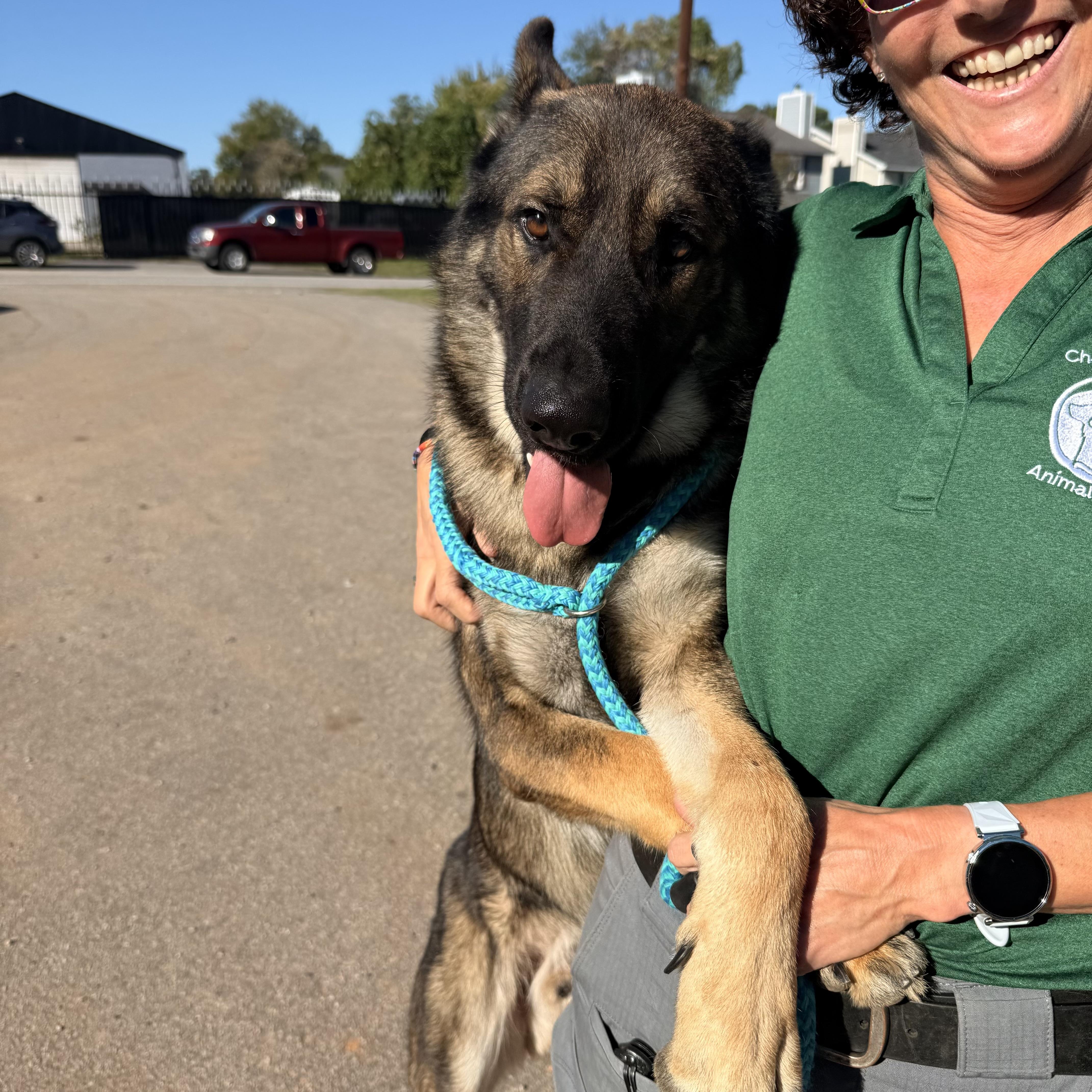 Enlarge Zeus, a Adopted German Shepherd Dog in Stowe, VT image 4/5