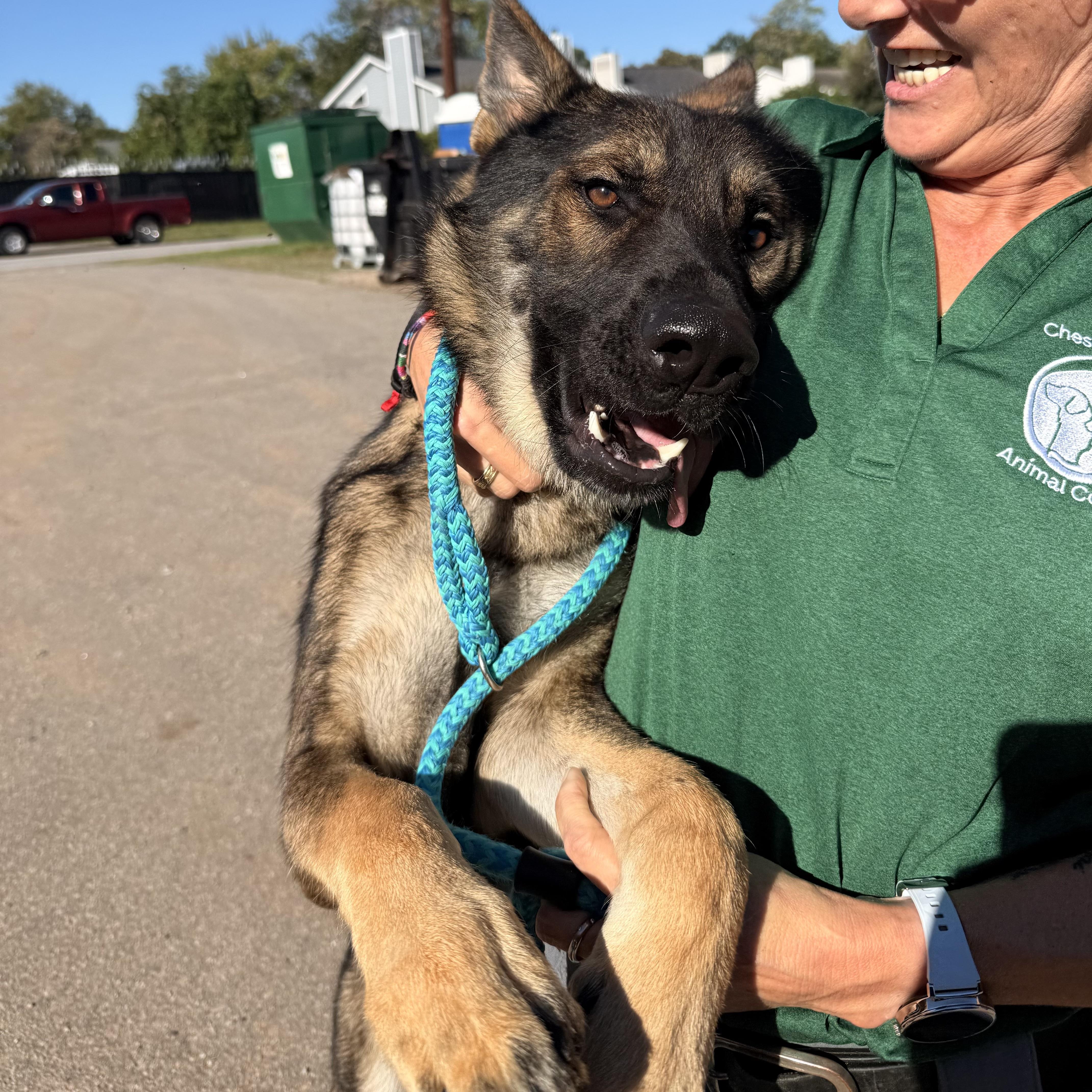 Enlarge Zeus, a Adopted German Shepherd Dog in Stowe, VT image 2/5