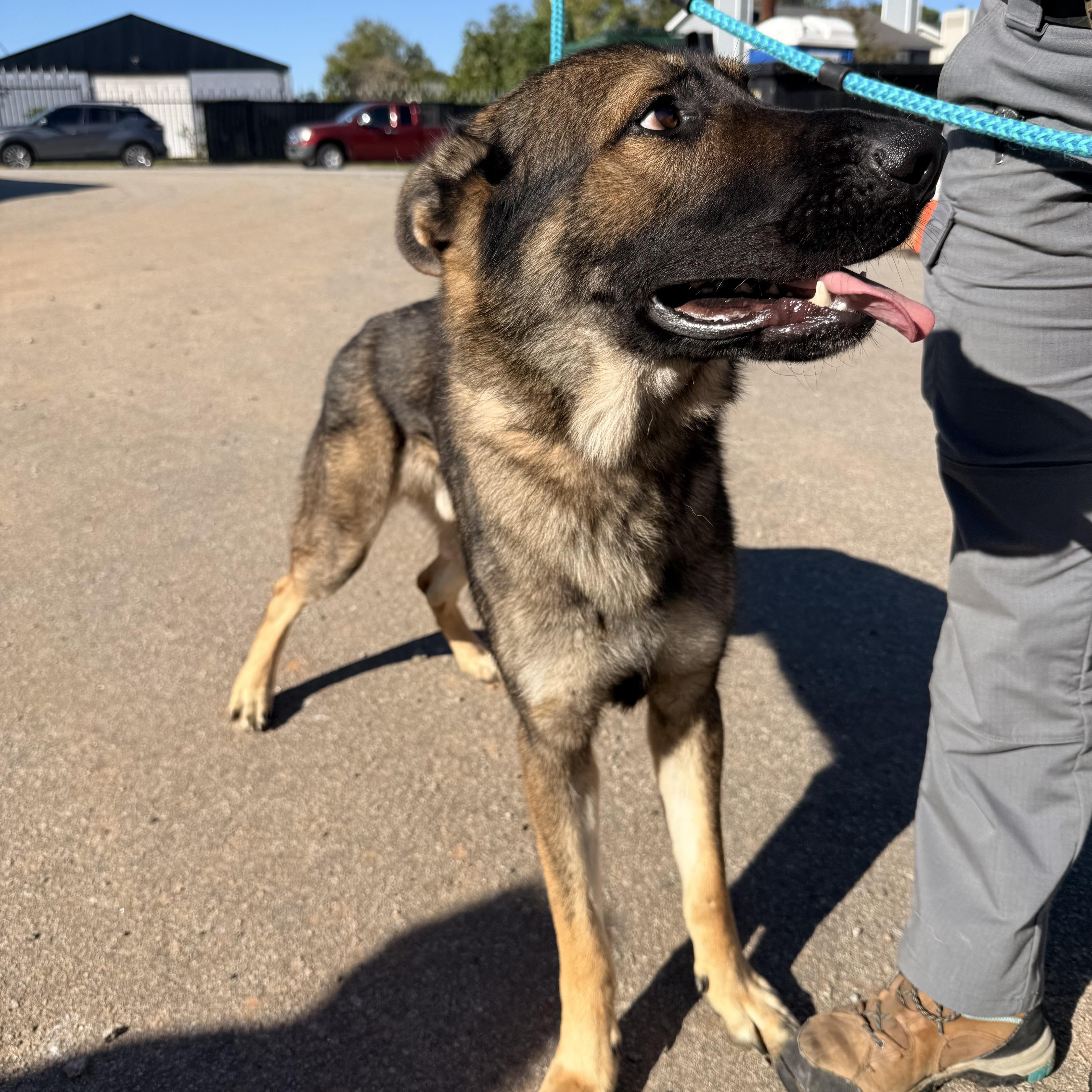 Enlarge Zeus, a Adopted German Shepherd Dog in Stowe, VT image 5/5