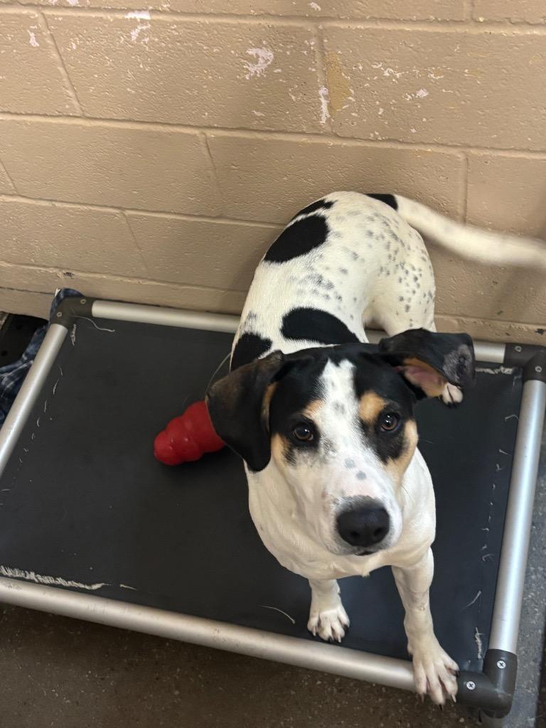 Moo, Adoptable, Young Male Hound & Mixed Breed.