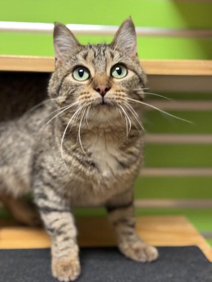 Parr, a Adoptable mixed breed in Madison, WI image 1/3