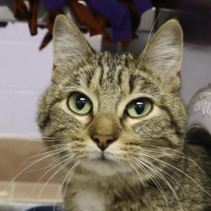 Parr, a Adoptable mixed breed in Madison, WI image 2/3