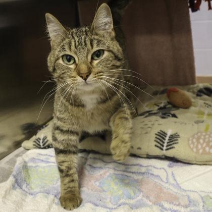 Parr, a Adoptable mixed breed in Madison, WI image 3/3