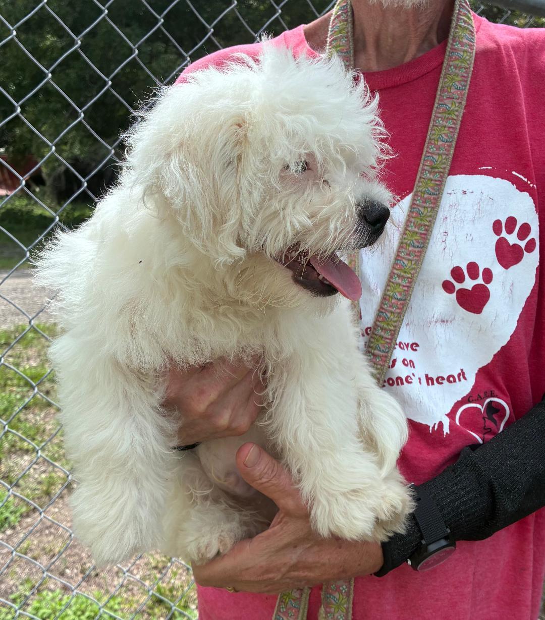 Enlarge Bandit, an adopted mixed breed in Ruskin, FL image 1/1