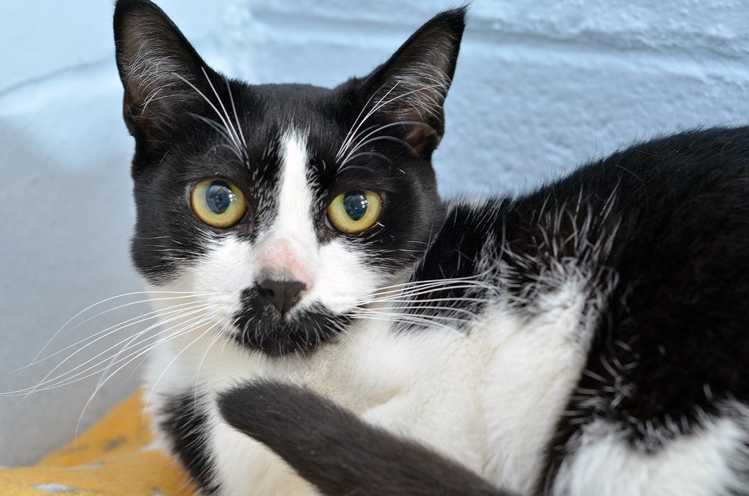 Mia, adopted, Kitten Female Domestic Short Hair.