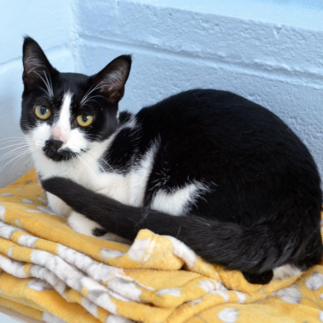 Mia, an adopted mixed breed in Sanford, FL image 2/2