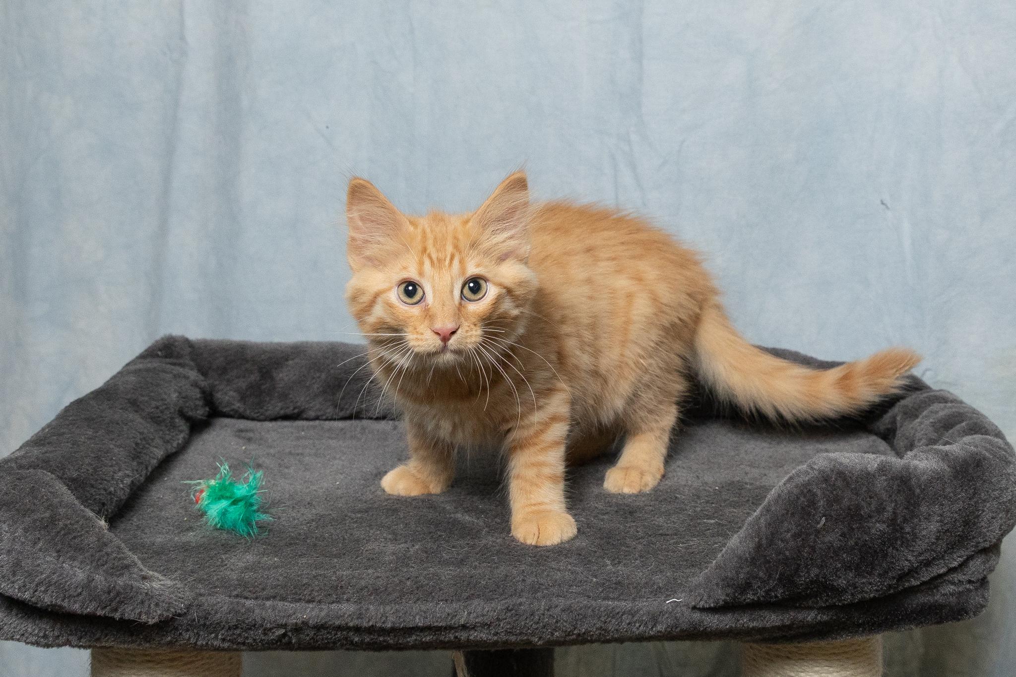 Boots, ADOPTABLE, Young Male American Shorthair.