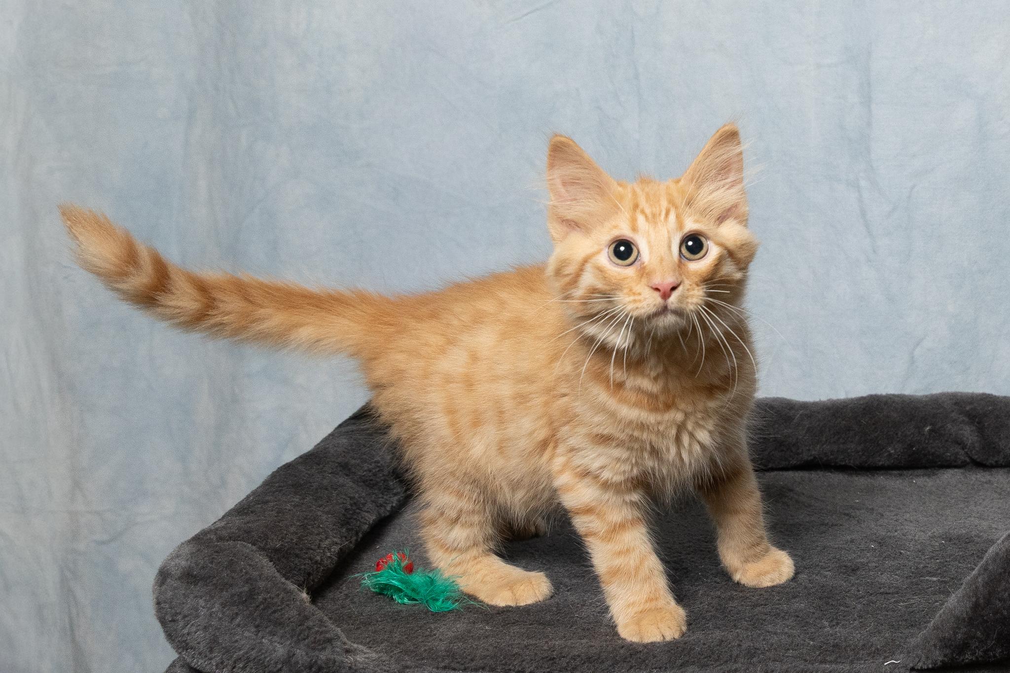 Enlarge Boots, a ADOPTABLE mixed breed in Mount Juliet, TN image 2/3