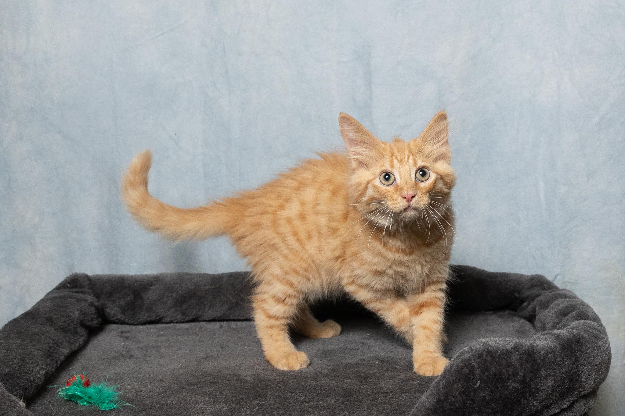 Enlarge Boots, a ADOPTABLE mixed breed in Mount Juliet, TN image 3/3