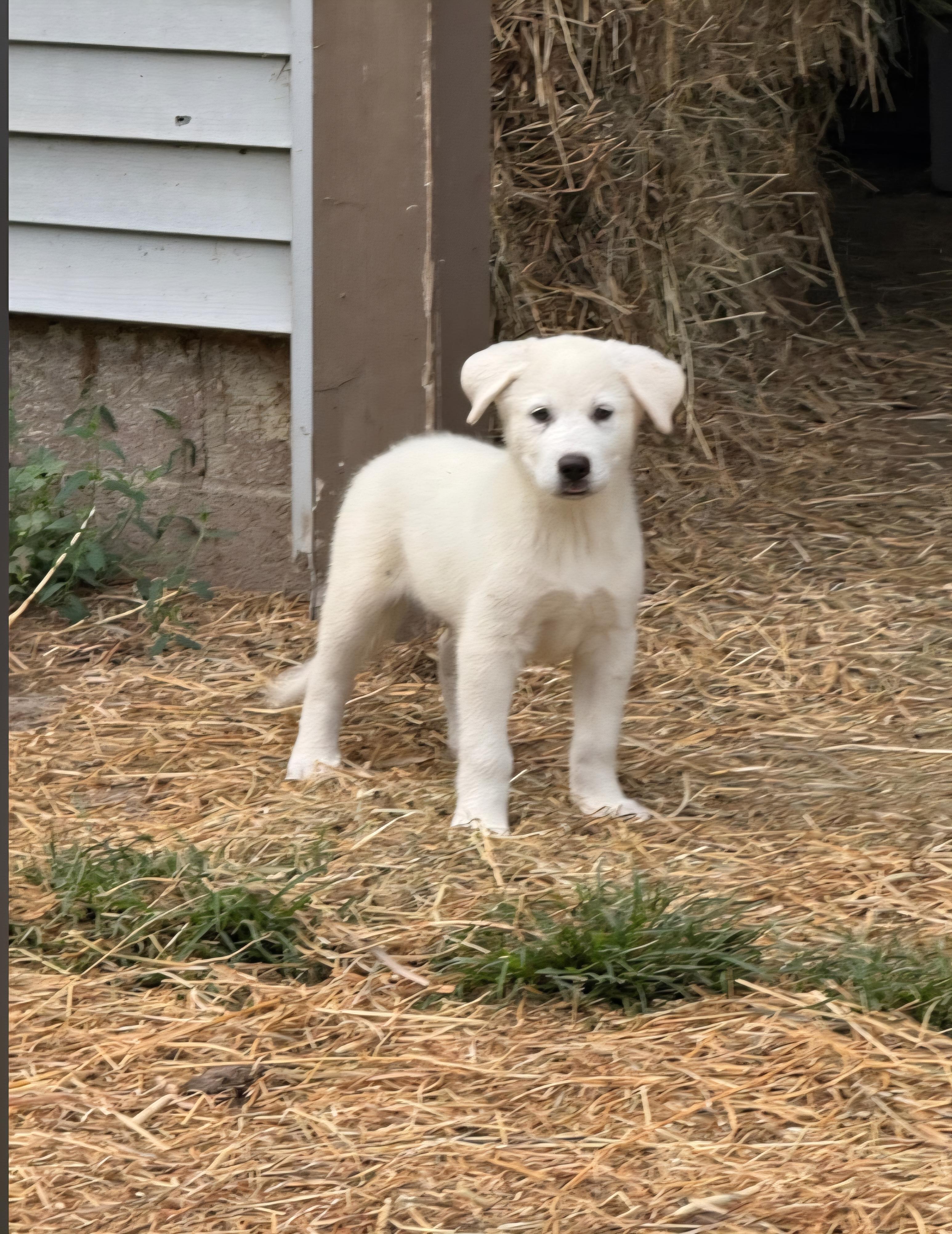 Zeus, ADOPTABLE, Puppy Male Great Pyrenees.
