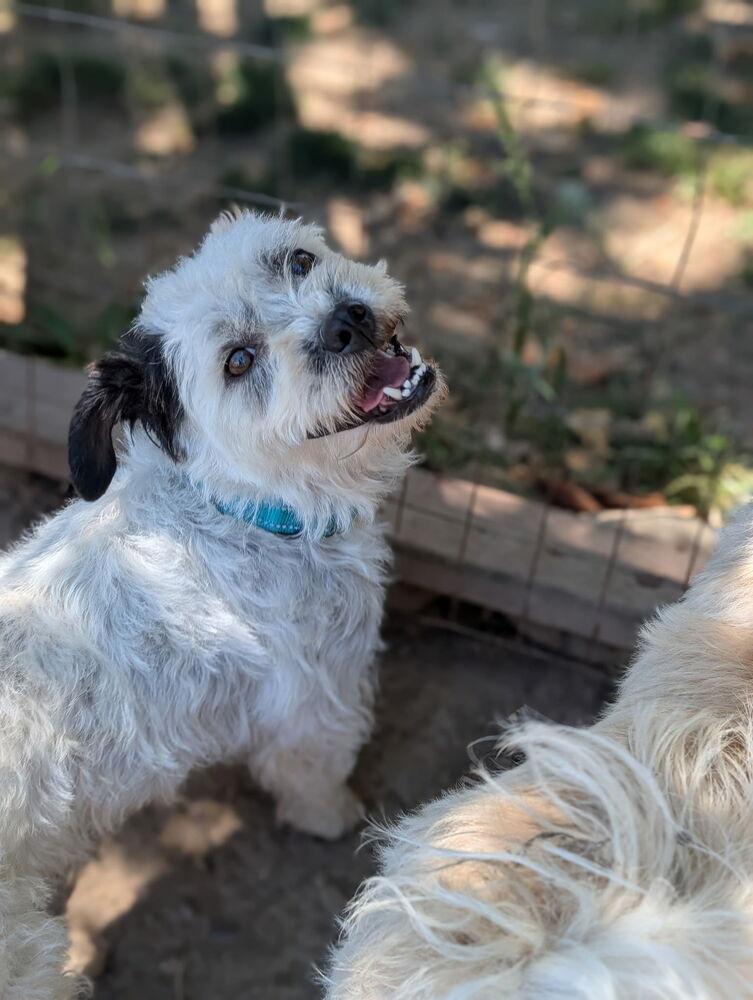 Marshmellow, Adopted, Adult Female Poodle & Maltese.