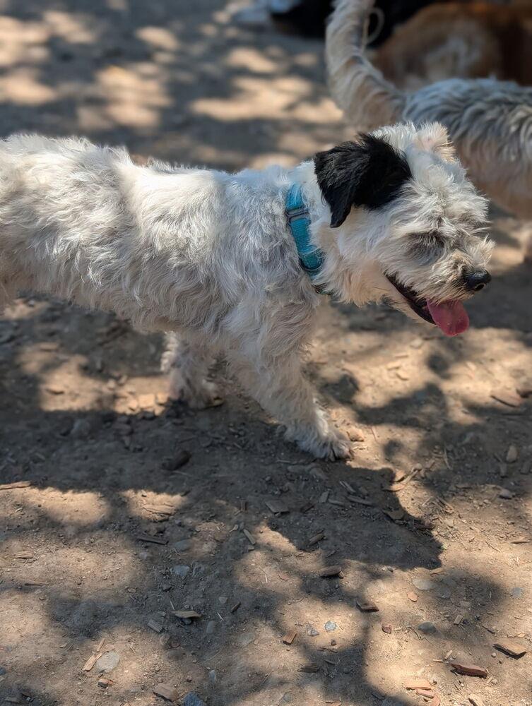 Enlarge Marshmellow, a Adopted mixed breed in Santa Rosa, CA image 2/4