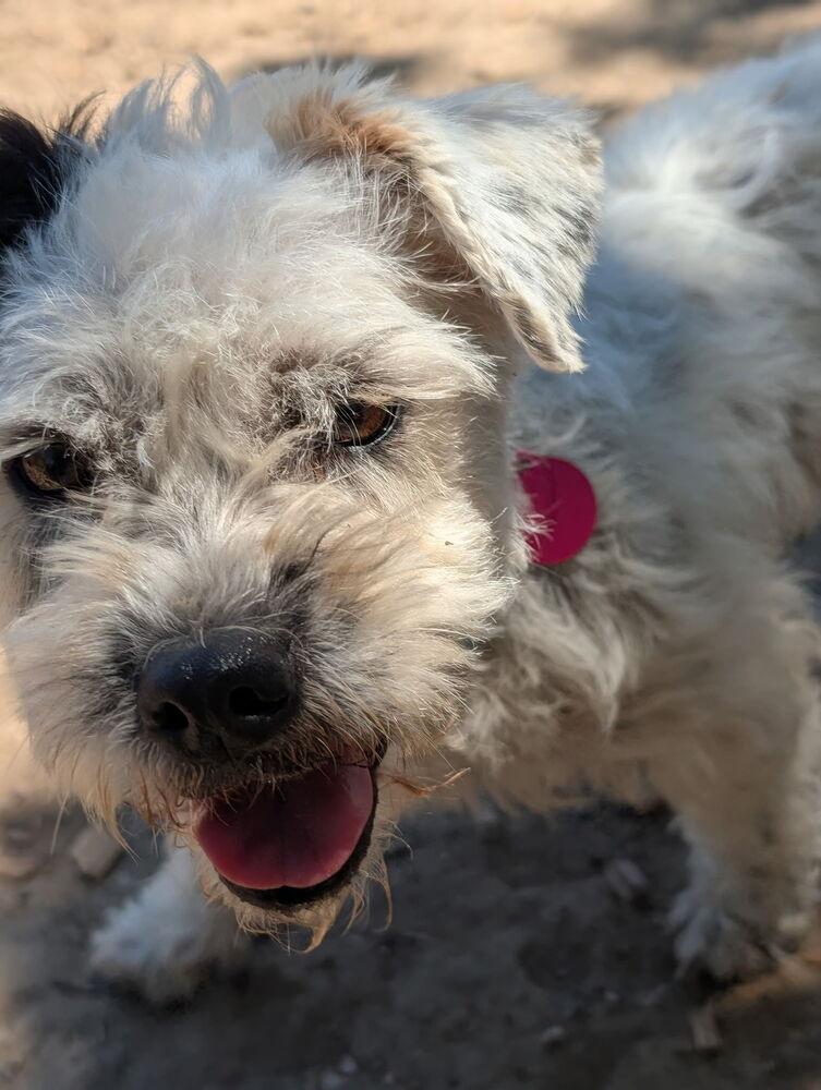 Enlarge Marshmellow, a Adopted mixed breed in Santa Rosa, CA image 3/4