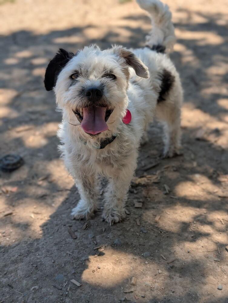 Enlarge Marshmellow, a Adopted mixed breed in Santa Rosa, CA image 4/4