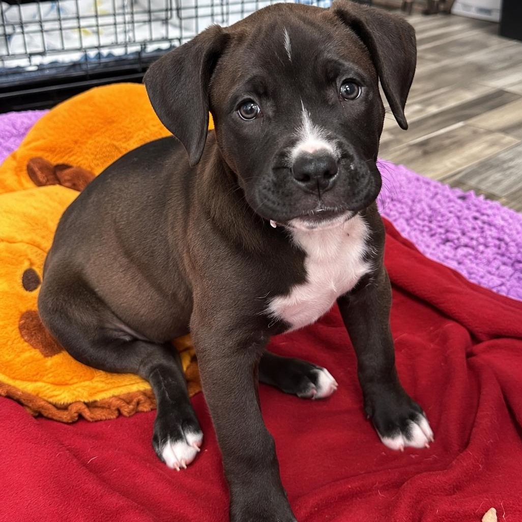 Enlarge RAVEN - ARRIVING IN MAINE OCTOBER 24th, a Adoptable Mixed Breed in Berwick, ME image 3/3